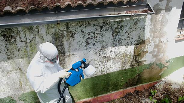 Top rated local Mold Remediation specialists in Saint Augustine, FL